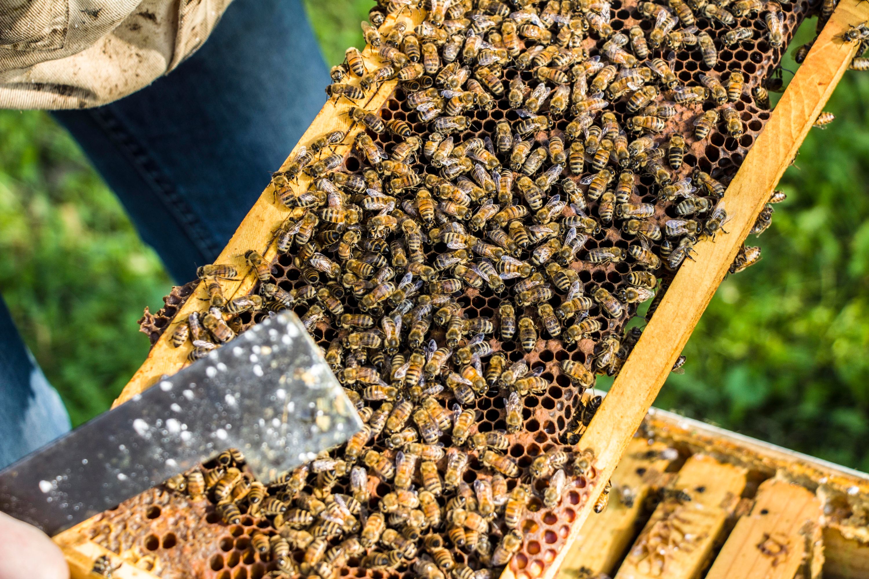 Michigan Pollinator Protection Plan - Michigan Pollinator ...